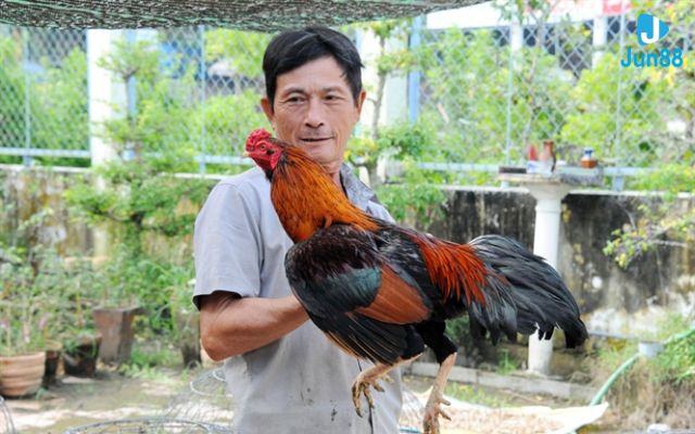 Vì sao cần chọn chiến kê chất lượng